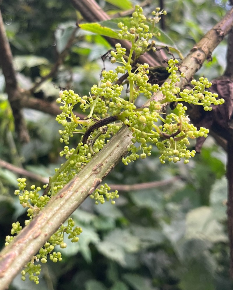 Scepocarpus hypselodendron photo 2