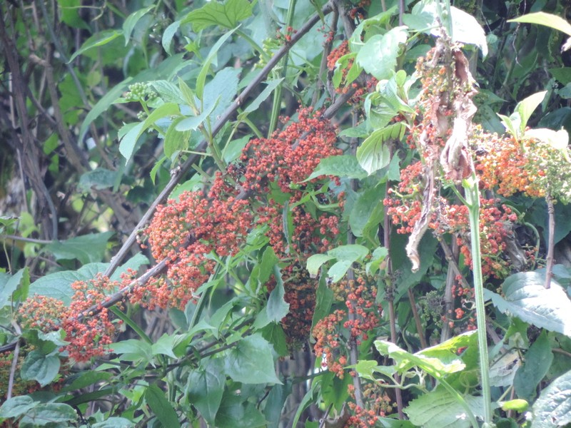 Scepocarpus hypselodendron photo 3