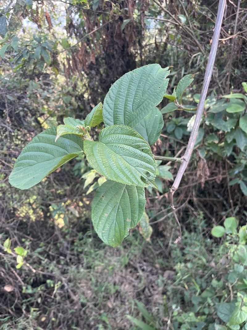 Scepocarpus hypselodendron photo 4