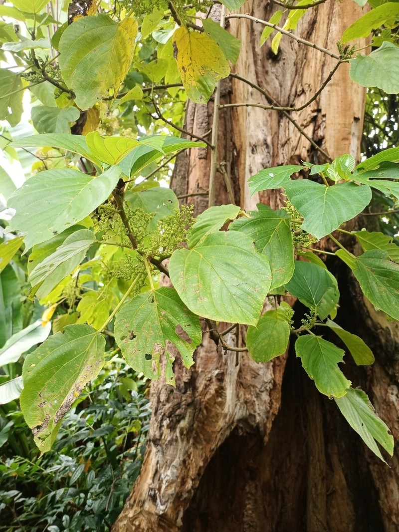 Scepocarpus hypselodendron photo 5