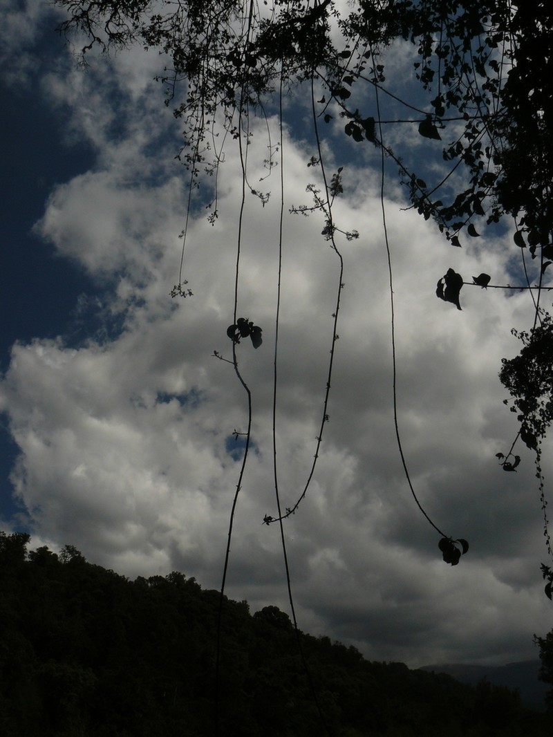 Scepocarpus hypselodendron photo 6