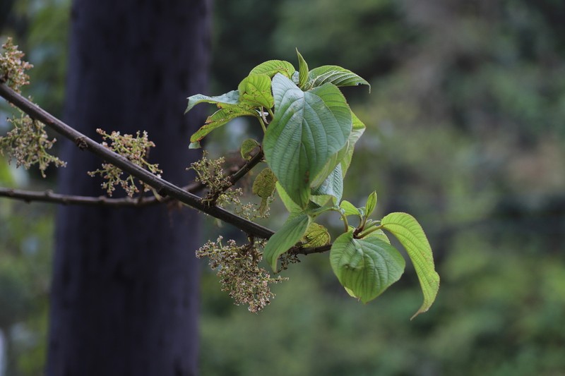 Scepocarpus hypselodendron photo 7