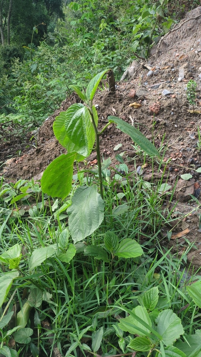 Scepocarpus hypselodendron photo 8