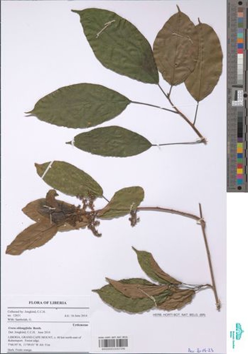 Scepocarpus oblongifolius photo 2
