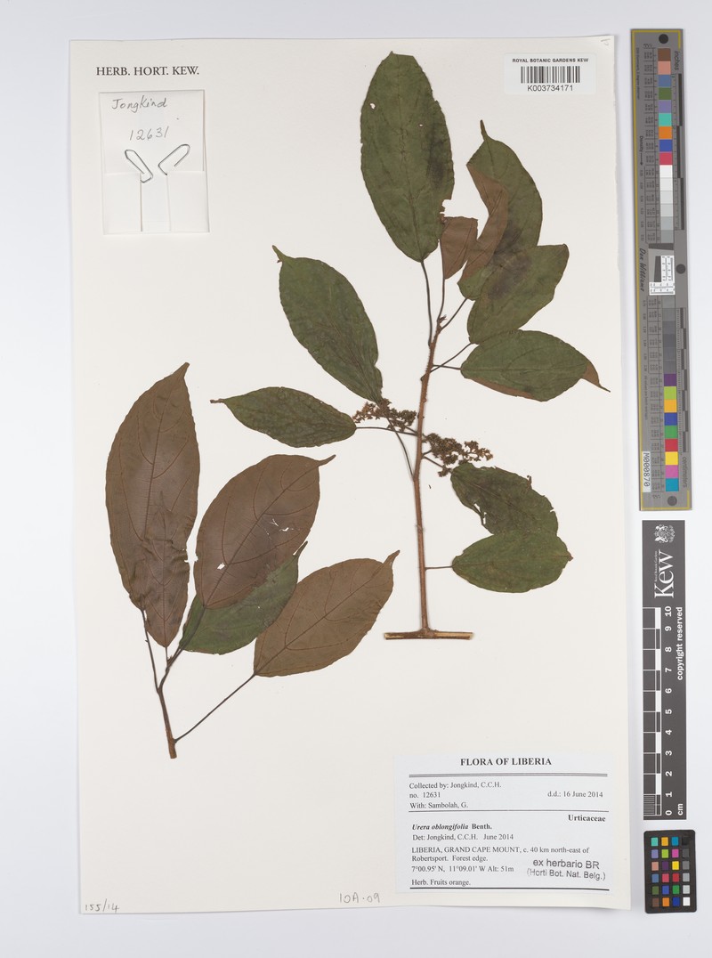 Scepocarpus oblongifolius photo 3