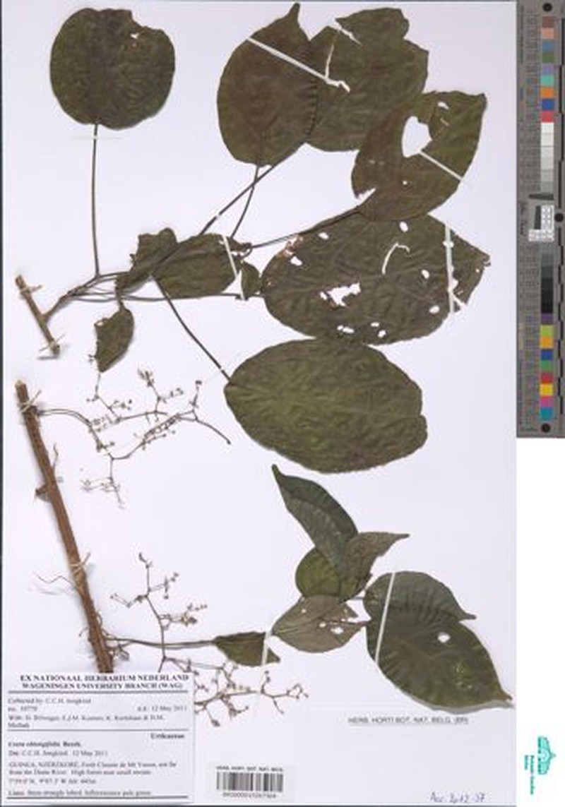 Scepocarpus oblongifolius photo 4