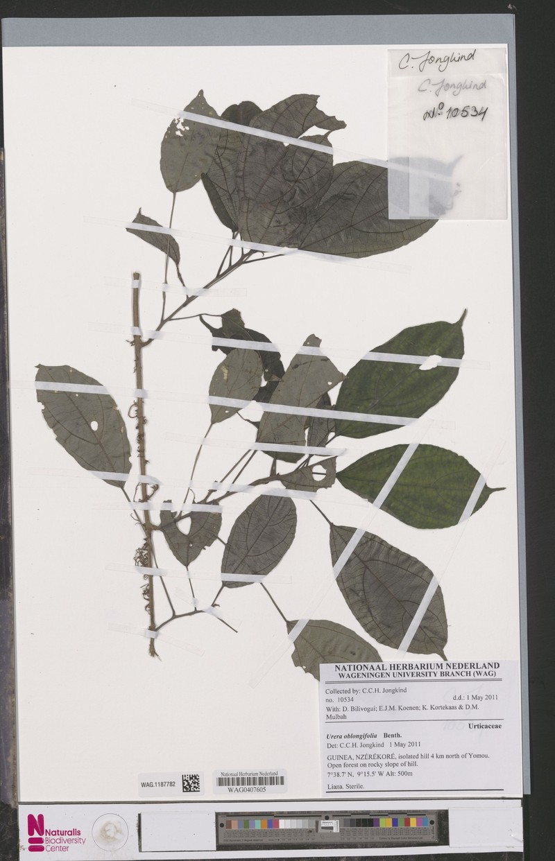 Scepocarpus oblongifolius photo 5