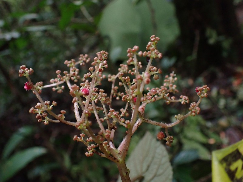 Scepocarpus repens