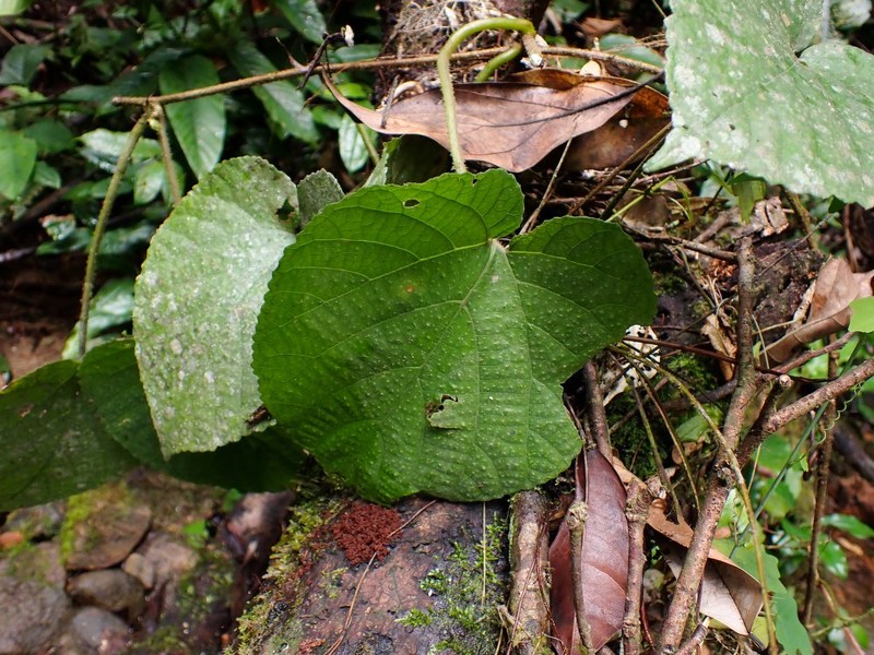 Scepocarpus repens photo 2