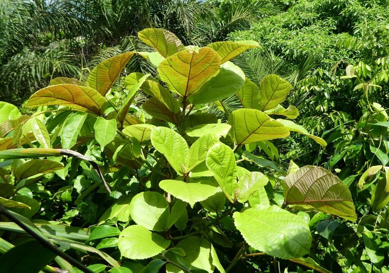 Scepocarpus rigidus