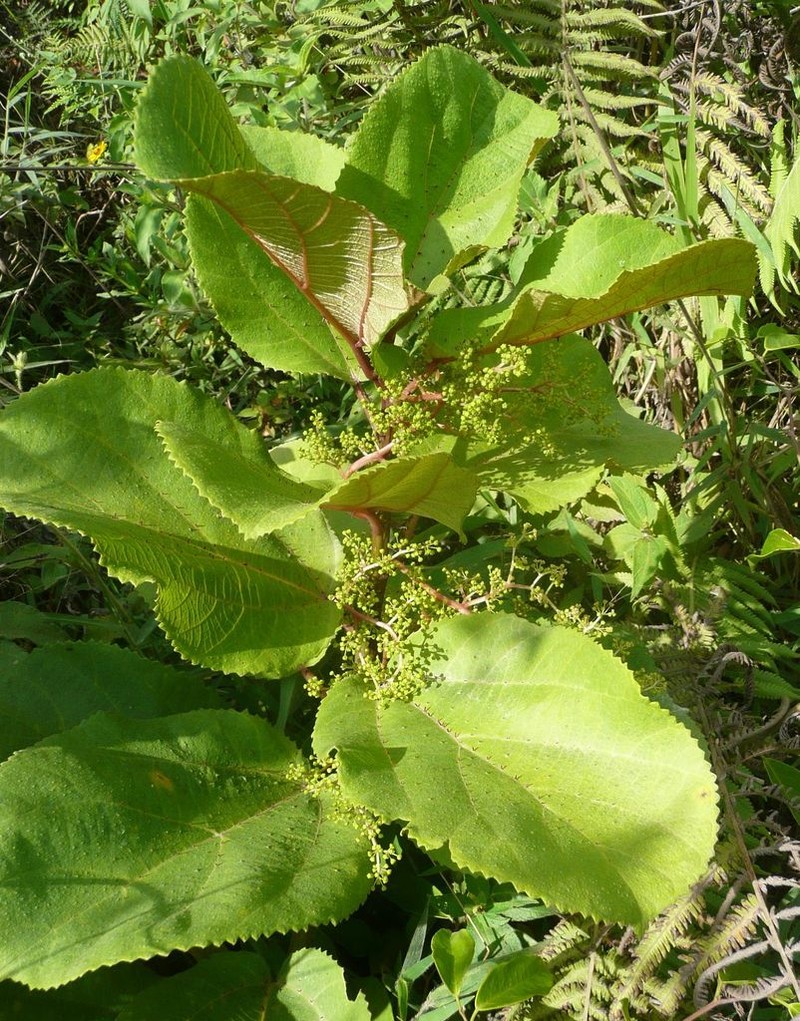 Scepocarpus rigidus photo 2