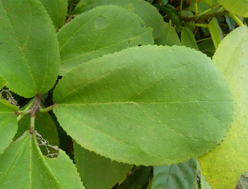 Scepocarpus rigidus photo 3