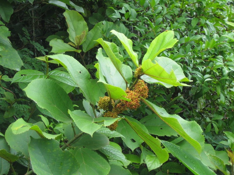 Scepocarpus rigidus photo 4
