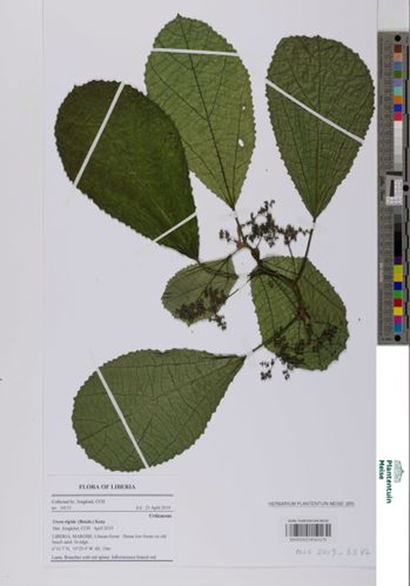 Scepocarpus rigidus photo 5
