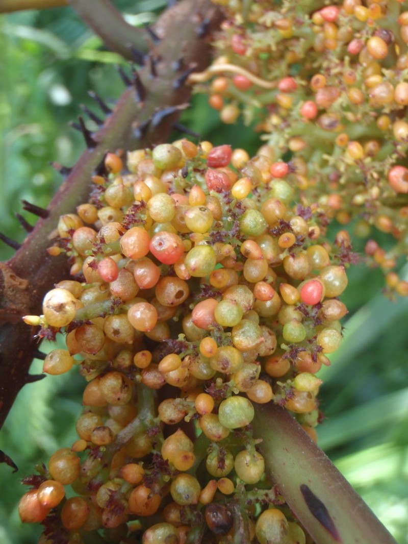 Scepocarpus rigidus photo 6