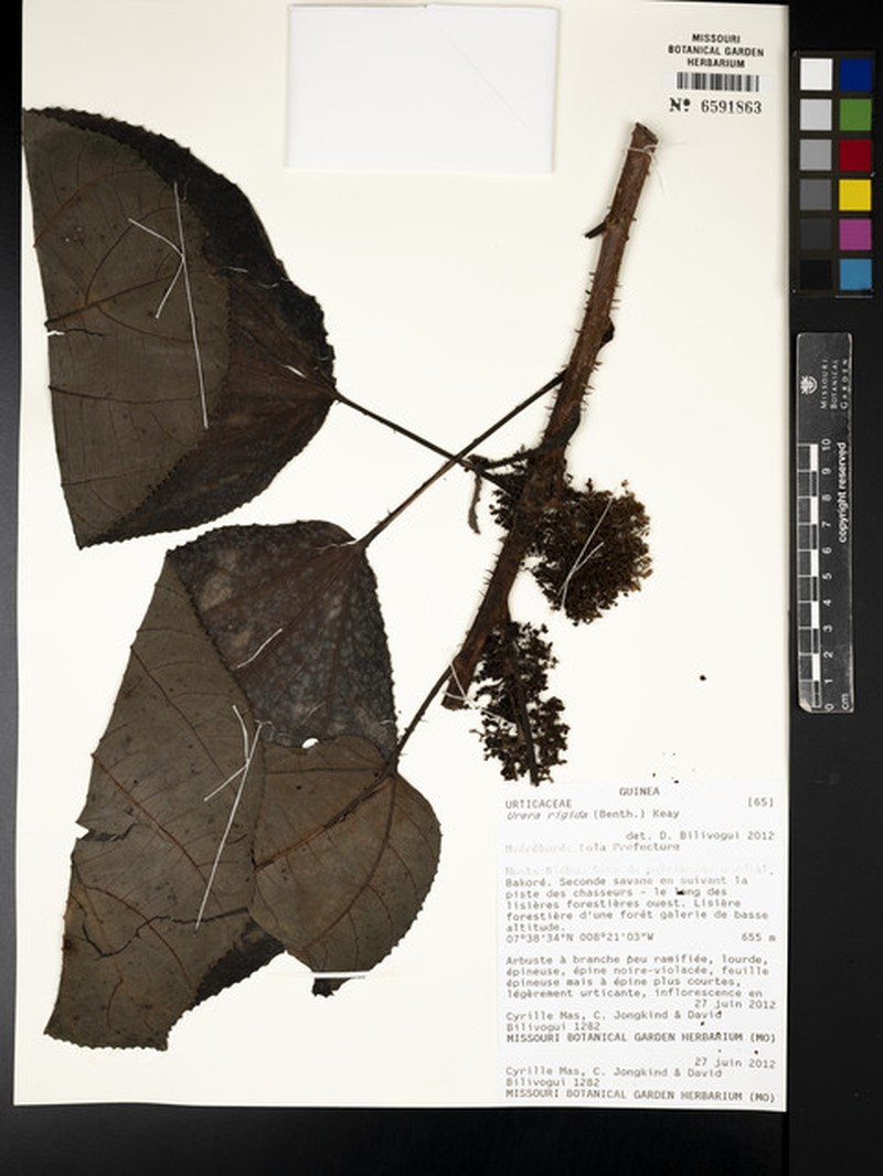 Scepocarpus rigidus photo 8