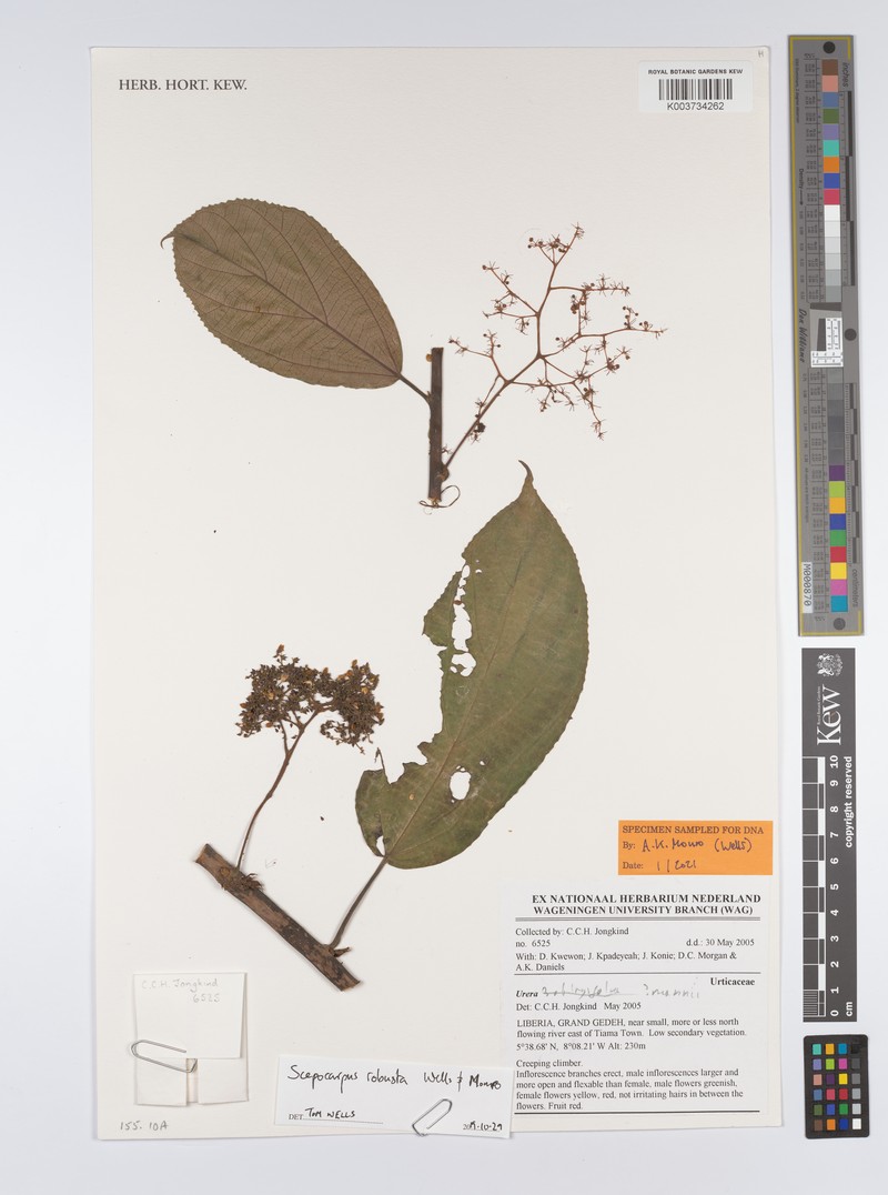 Scepocarpus robustus