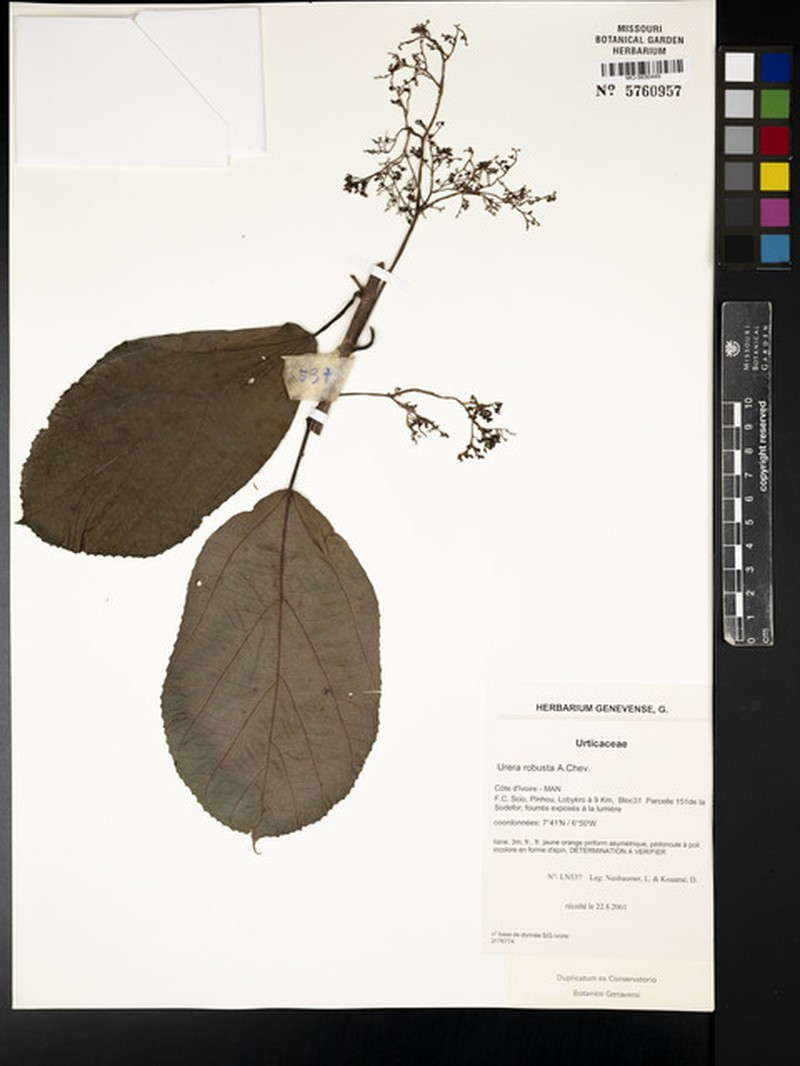 Scepocarpus robustus photo 2