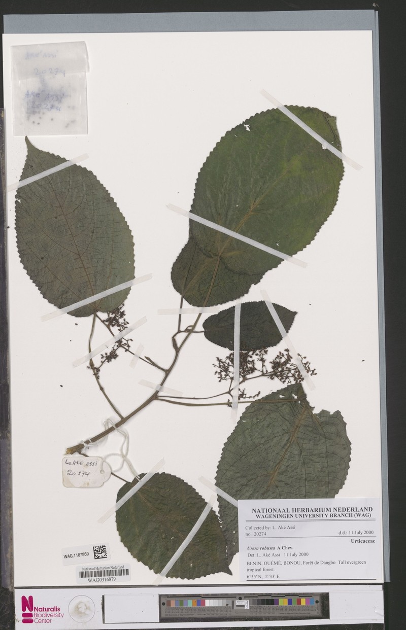Scepocarpus robustus photo 3