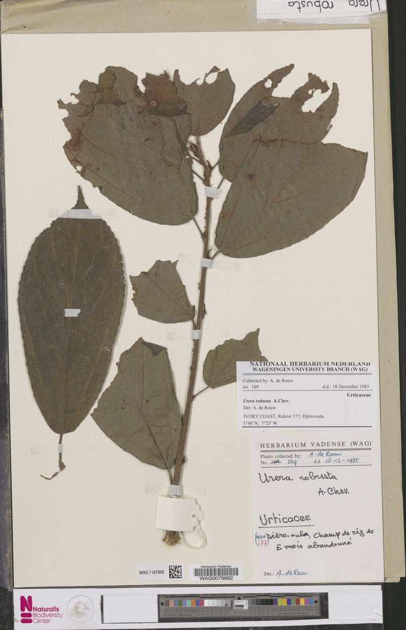 Scepocarpus robustus photo 4