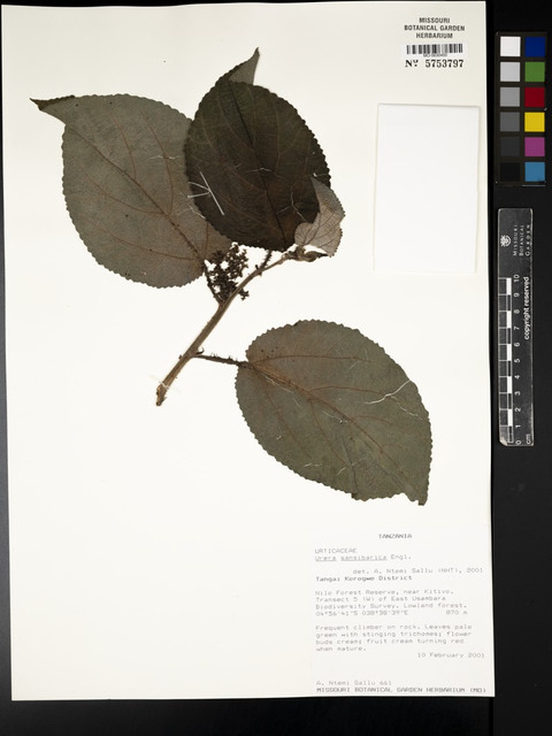 Scepocarpus sansibaricus