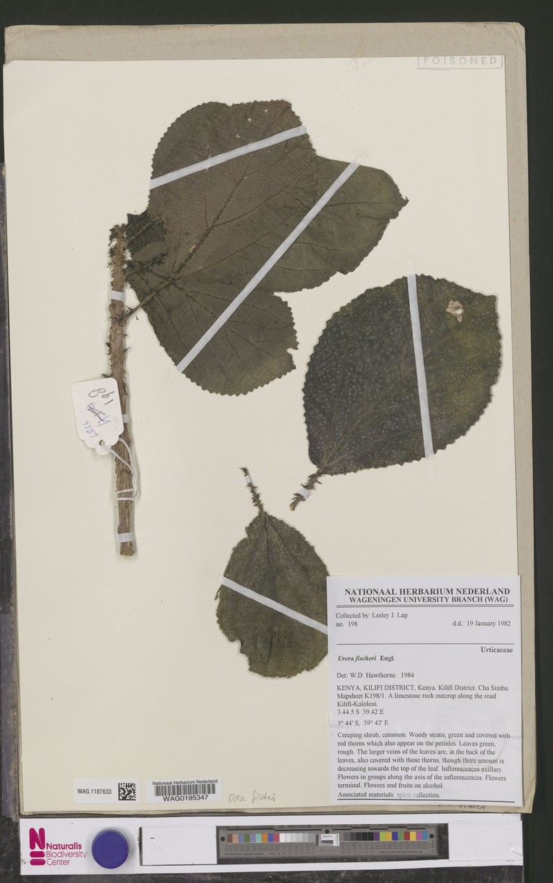 Scepocarpus sansibaricus photo 2