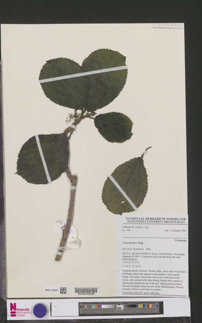 Scepocarpus sansibaricus photo 3