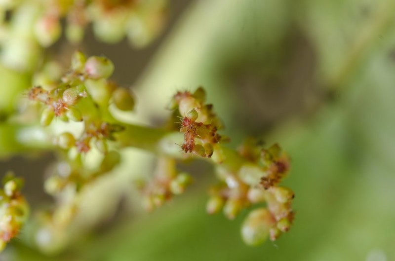 Scepocarpus thonneri