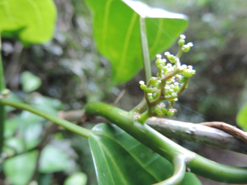 Scepocarpus trinervis photo 2