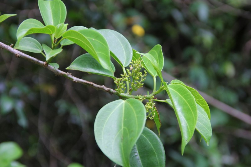 Scepocarpus trinervis photo 3