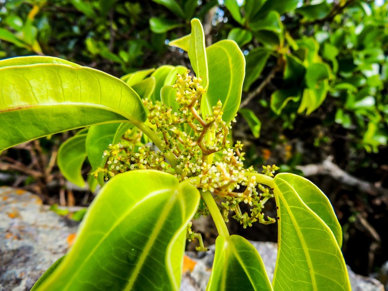 Scepocarpus trinervis photo 4