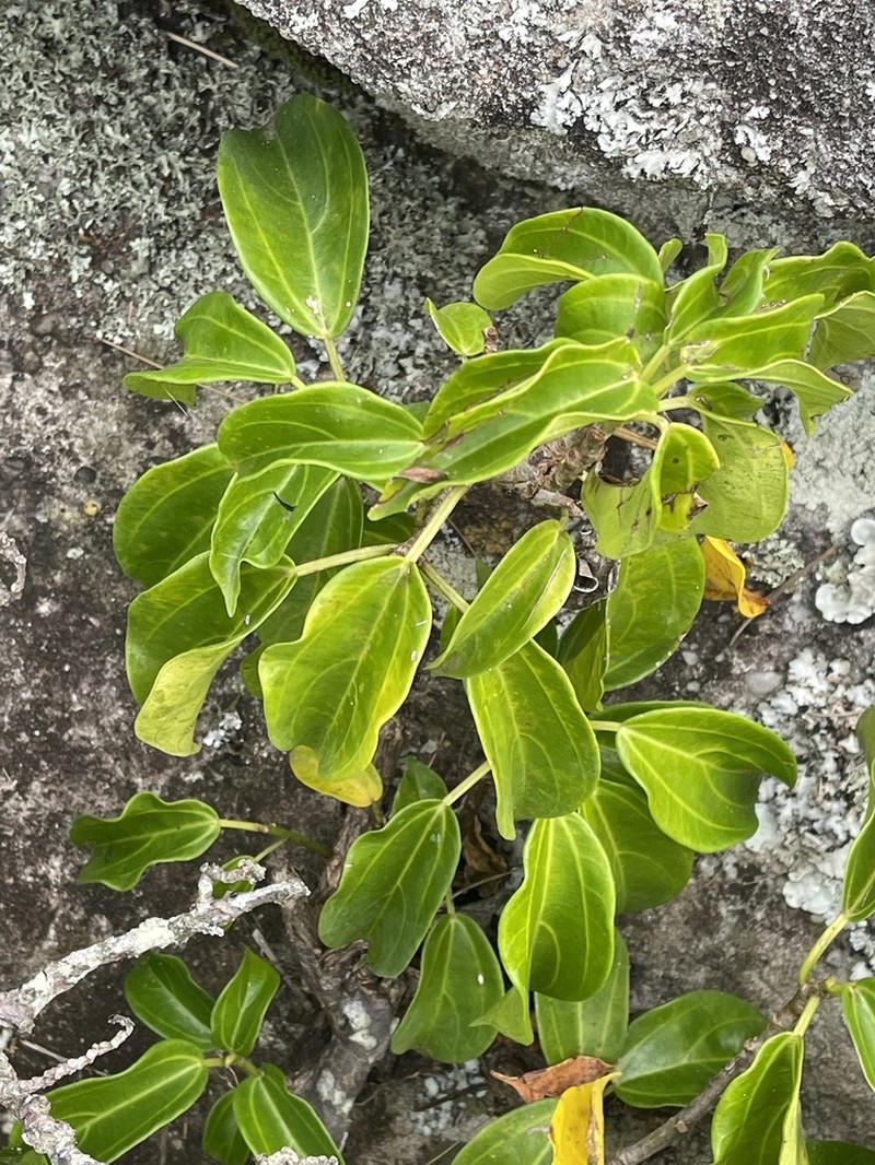 Scepocarpus trinervis photo 5