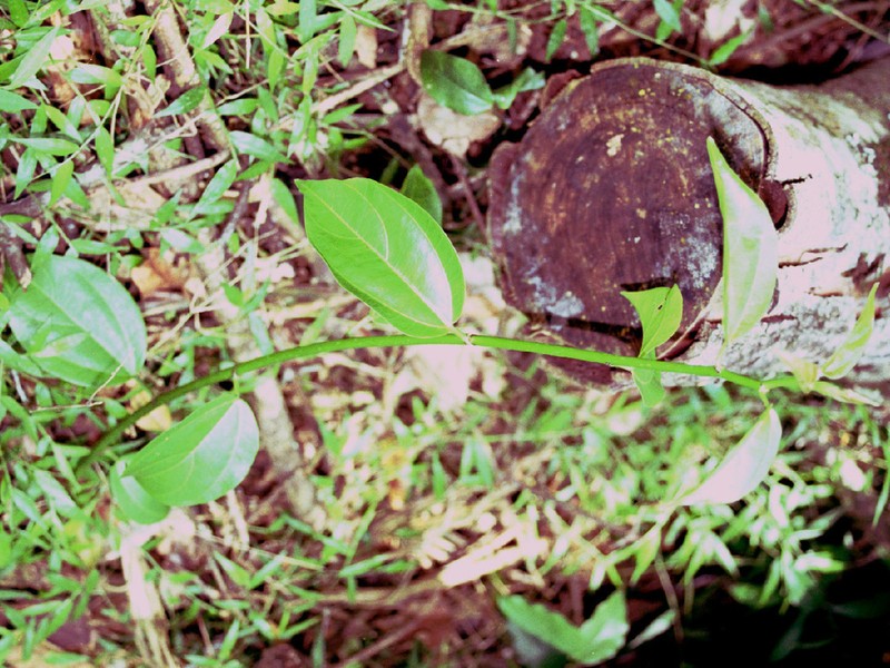 Scepocarpus trinervis photo 6