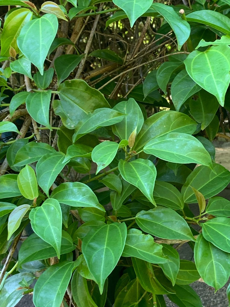 Scepocarpus trinervis photo 7