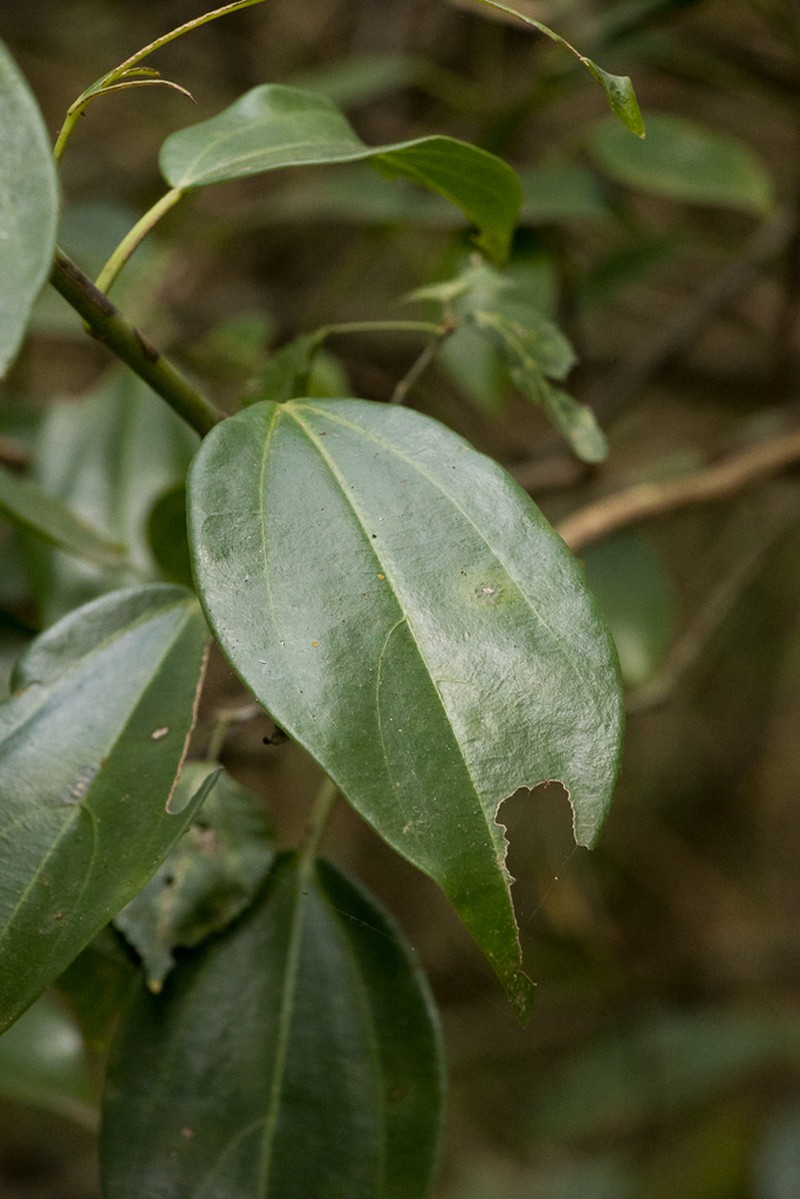Scepocarpus trinervis photo 8
