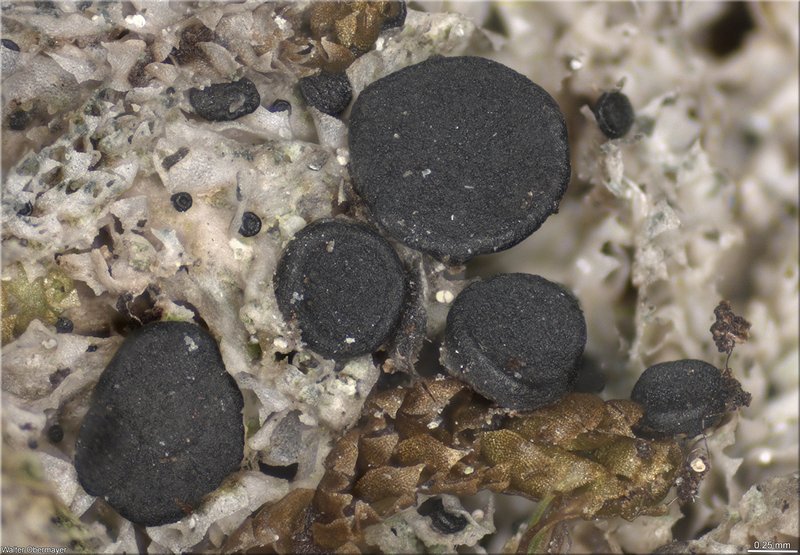 Alpine Schadonia Lichen