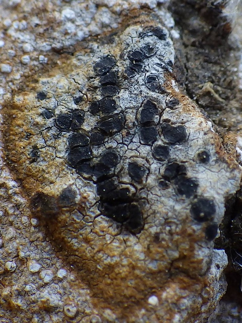 Fecund Schadonia Lichen