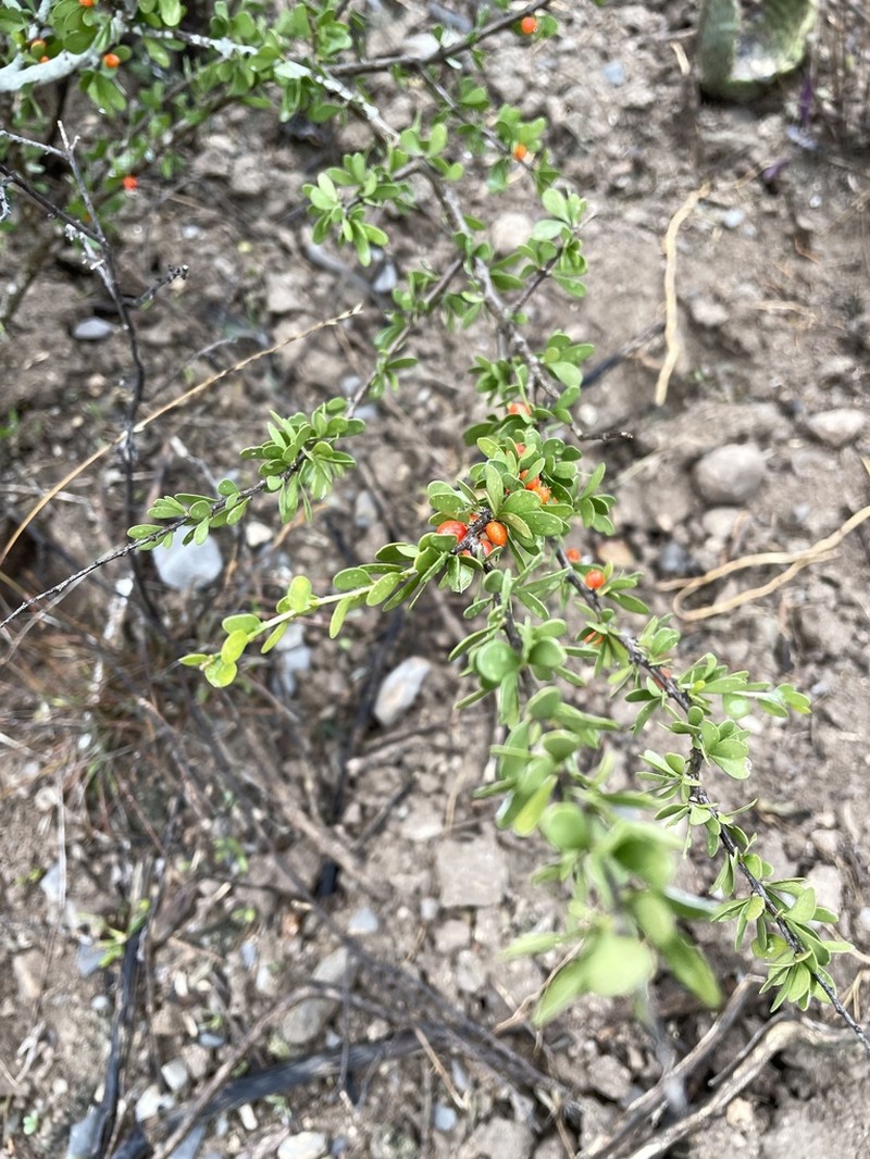 Desert Yaupon photo 2