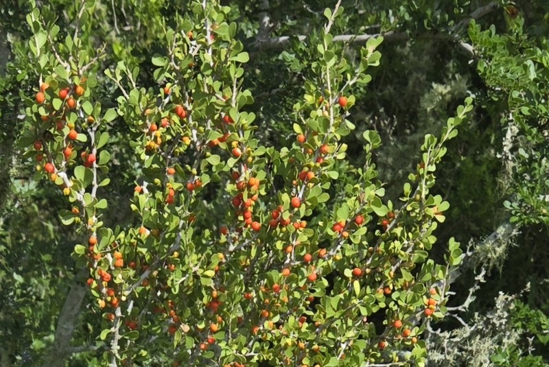 Desert Yaupon photo 3