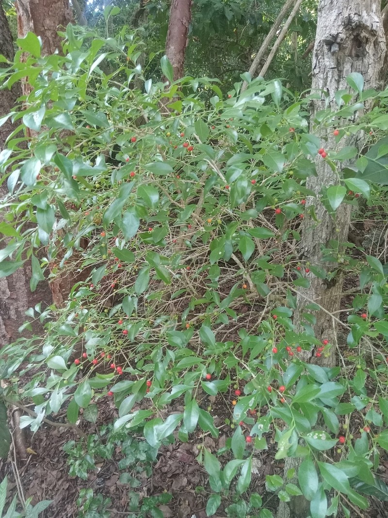 Florida Boxwood photo 2