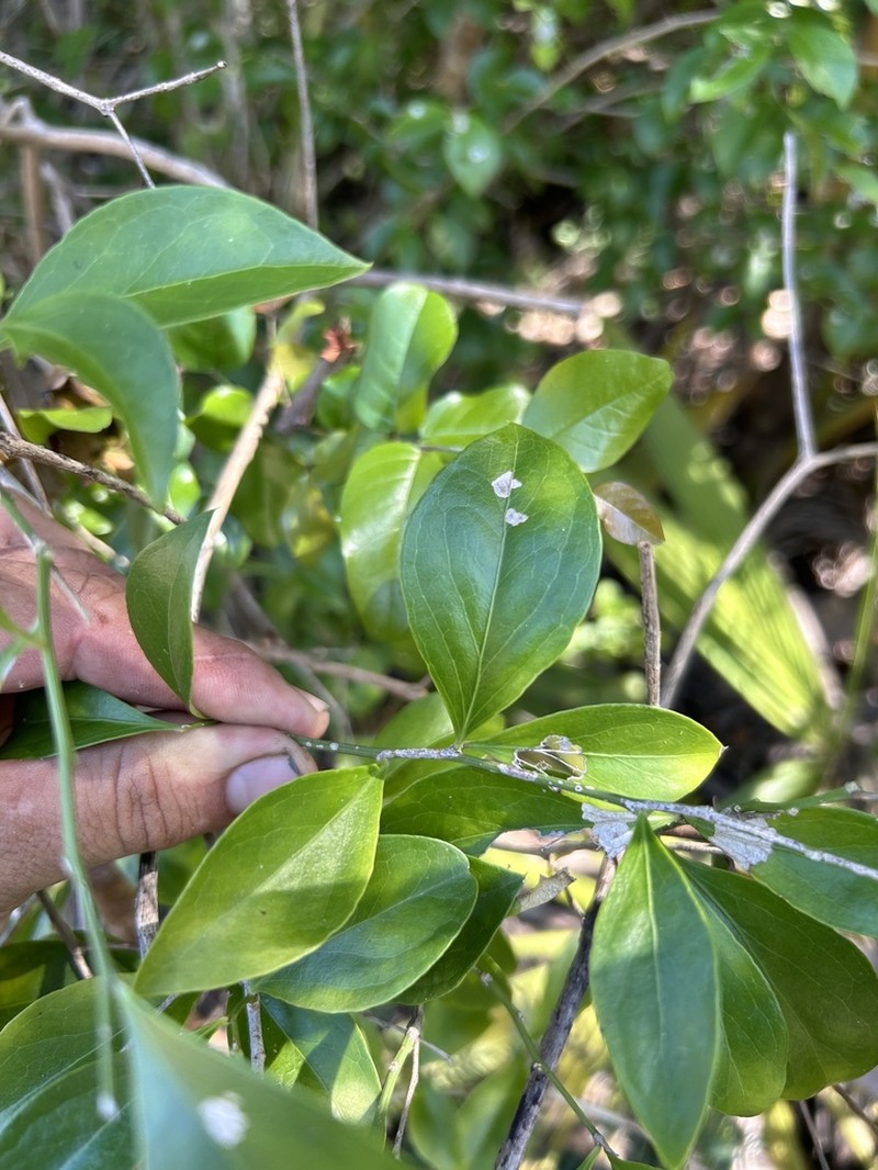 Florida Boxwood photo 3