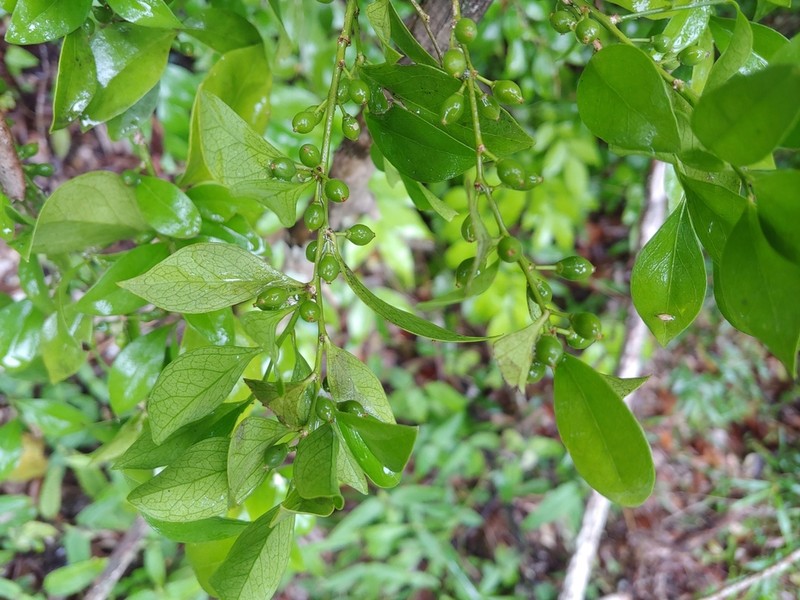 Florida Boxwood photo 4