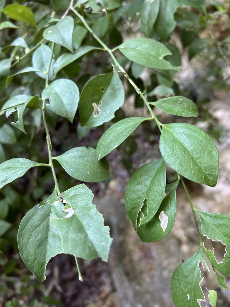 Florida Boxwood photo 5