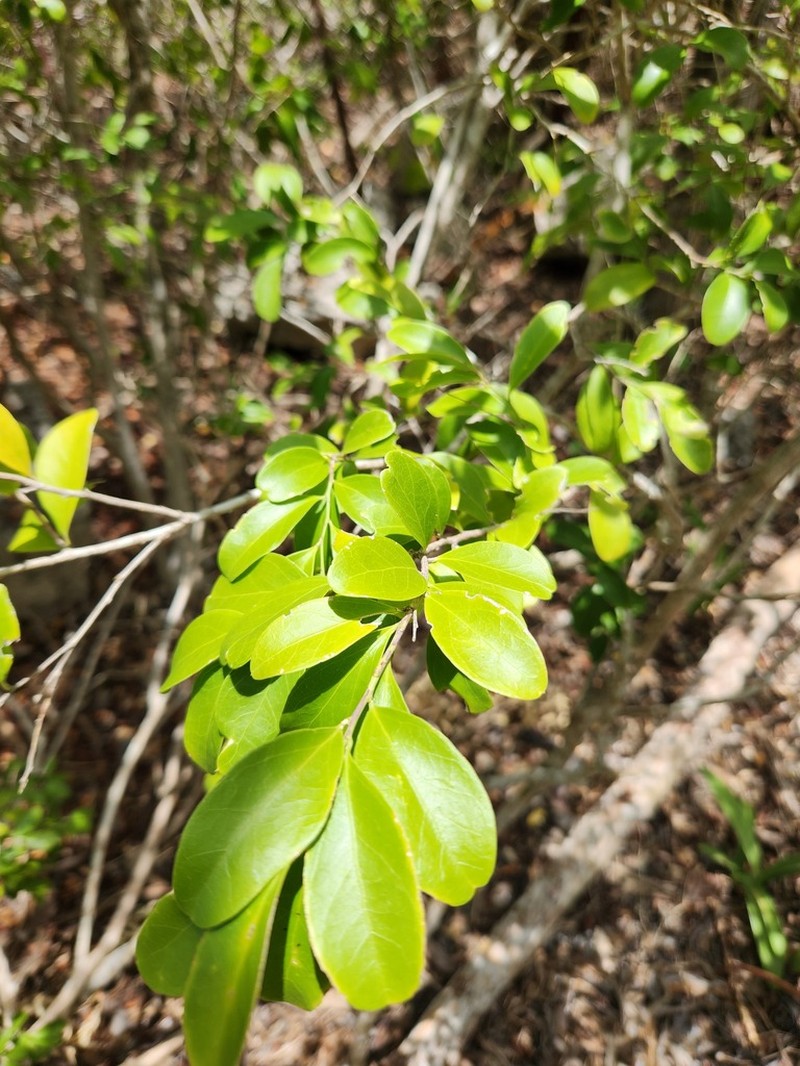Florida Boxwood photo 6