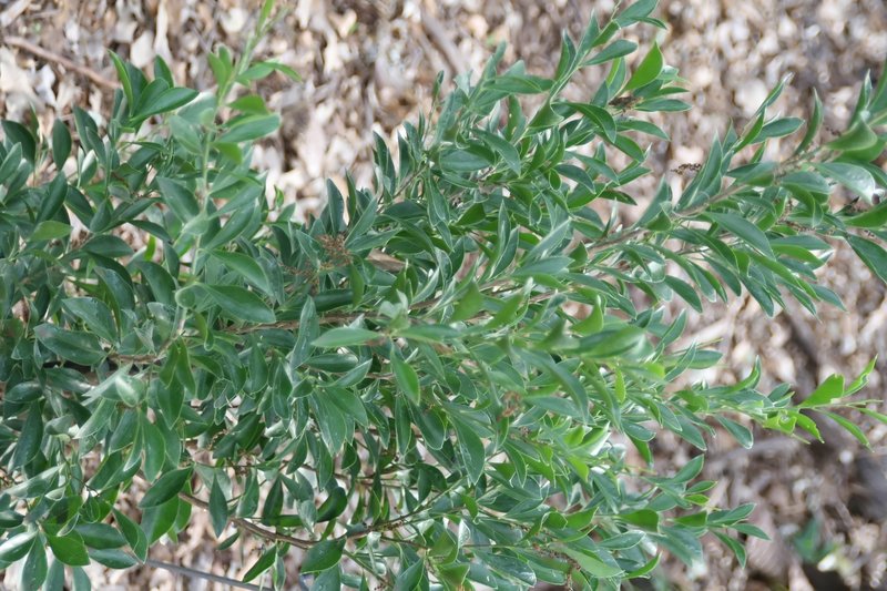 Florida Boxwood