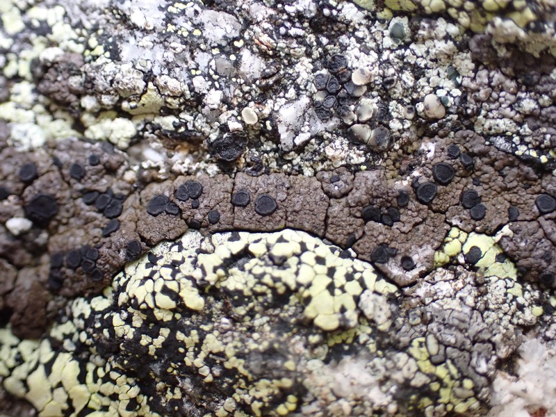 Schaereria Lichen photo 3