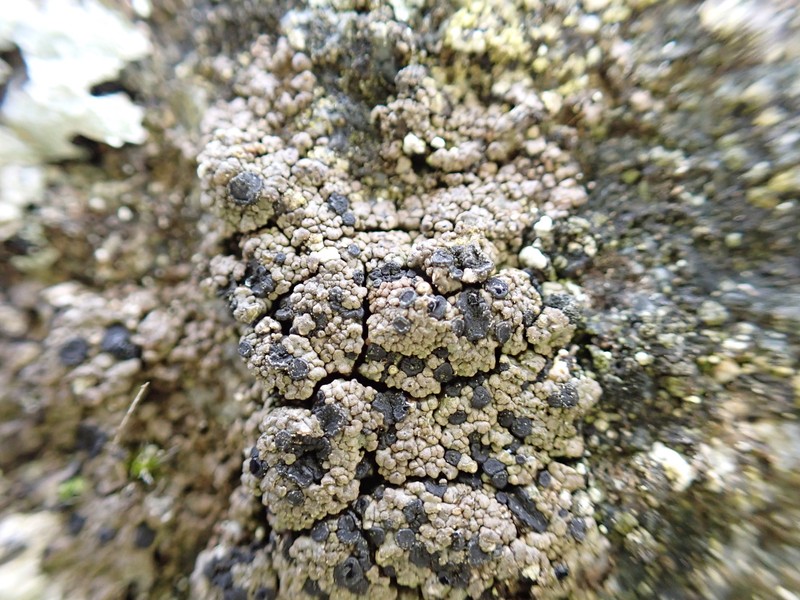 Schaereria Lichen photo 4