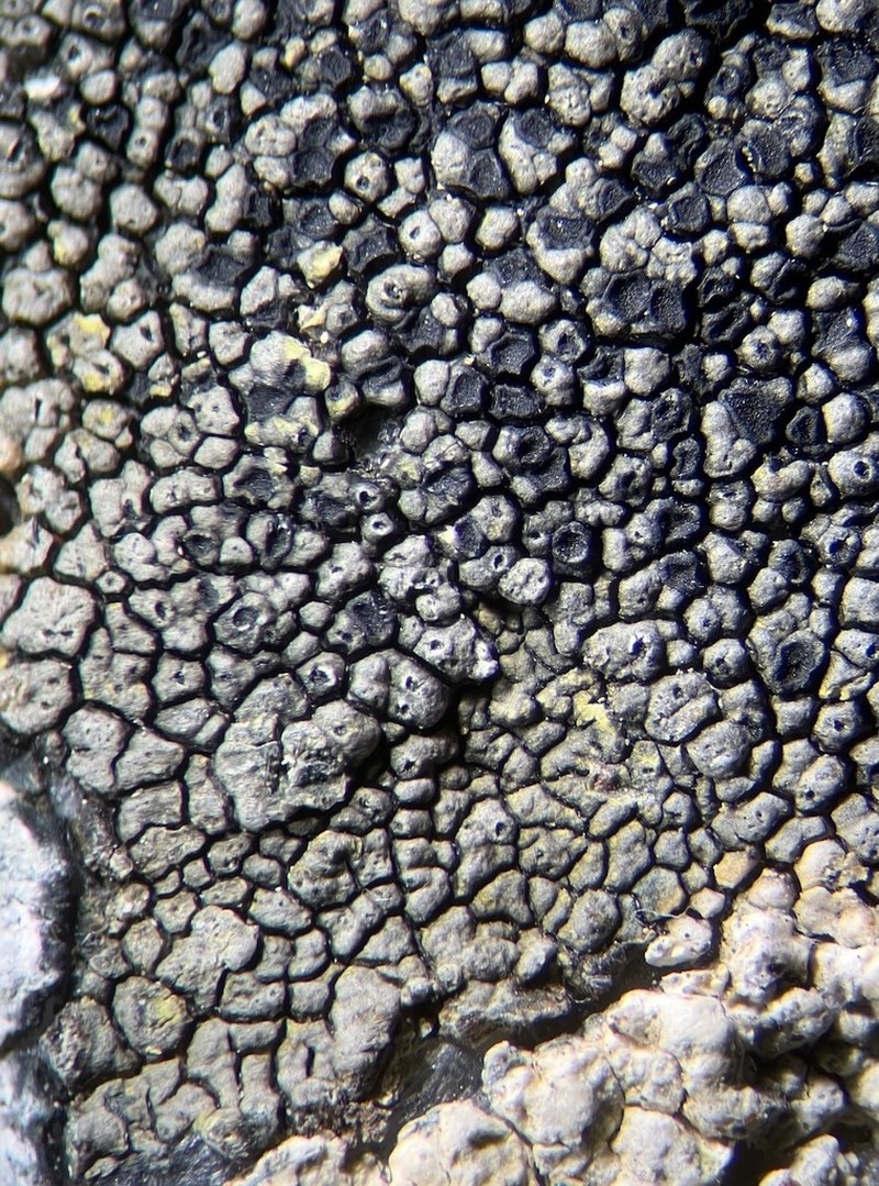 Schaereria Lichen photo 2