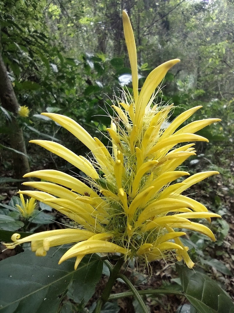 Schaueria calytricha
