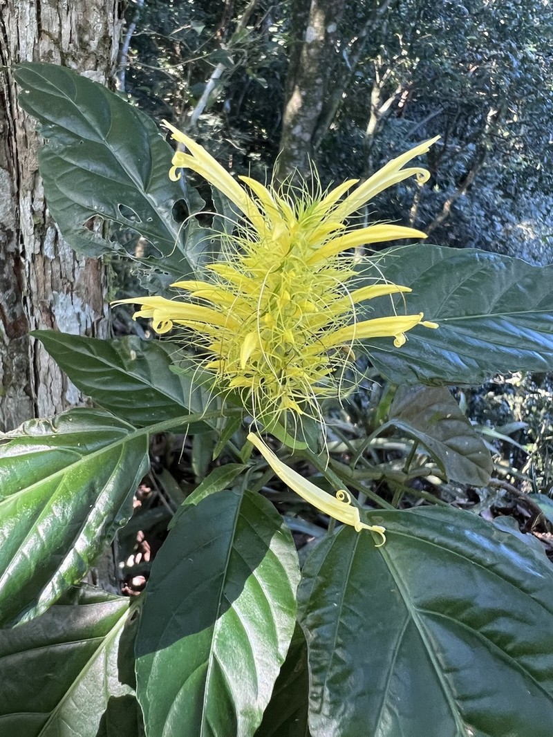 Schaueria calytricha photo 2
